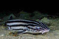 ~ Out and About ~

Normally Pajama shark prefer terrain... by Geo Cloete 